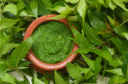 नीम की कृषि और मानव जीवन में महत्वपूर्ण भूमिका